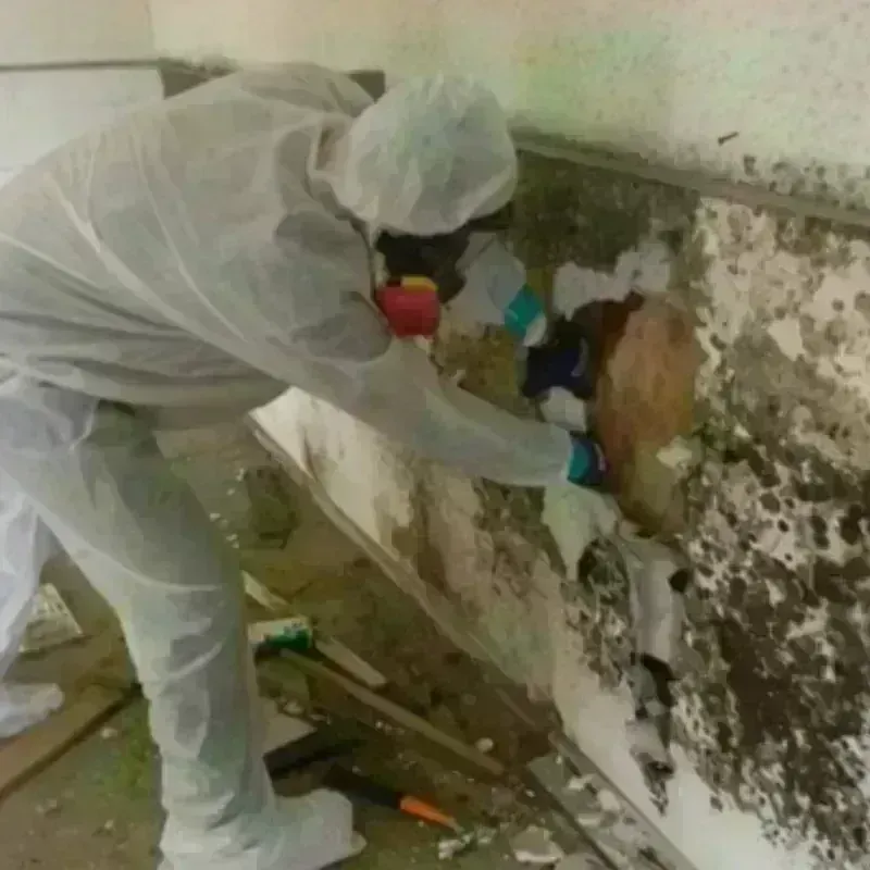 Mold Remediation and Removal in Lake Tansi, TN